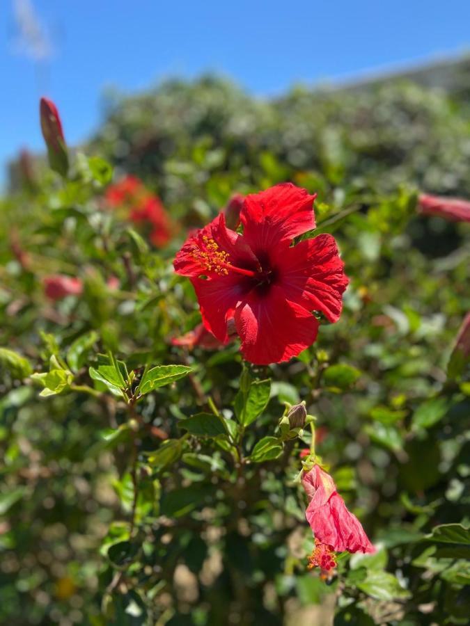 Banti Garden Hotel Tarifa Eksteriør billede